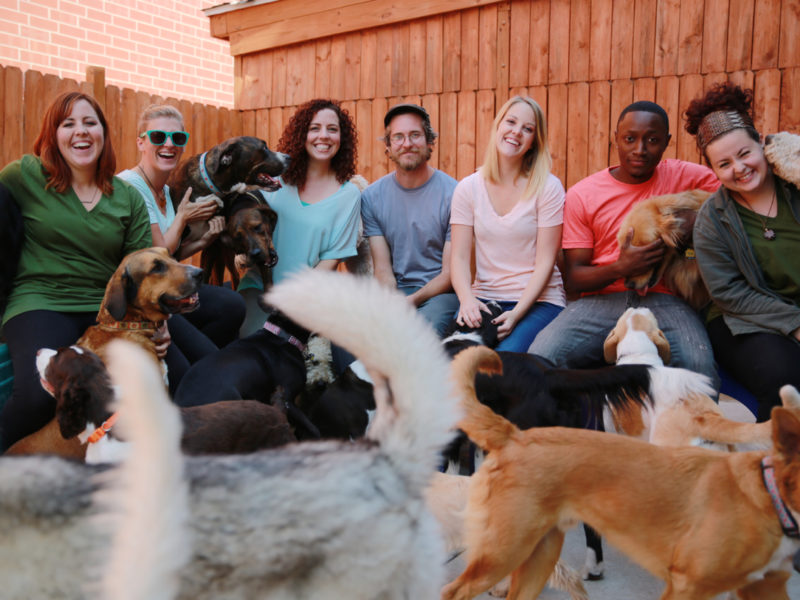 Group of pet business owners posing with group of dogs