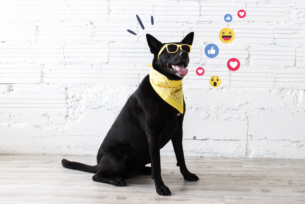 Pet Boss Nation Best Social Media for Pet Businesses