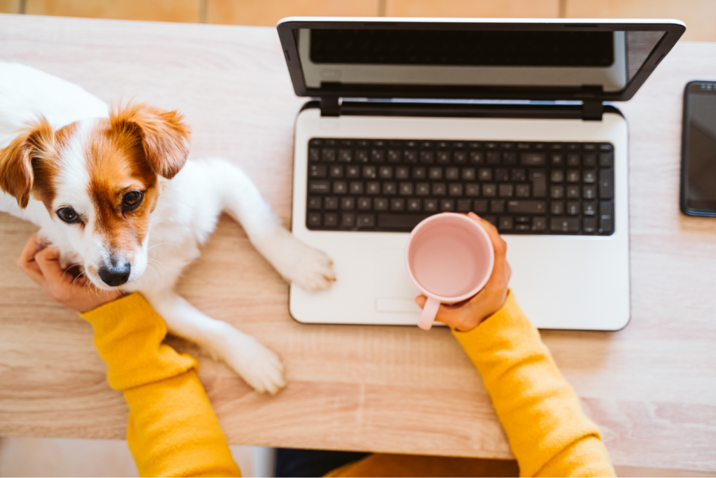 Pet Boss Nation Hiring A Pet Business Virtual Assistant - Three Common Questions Answered