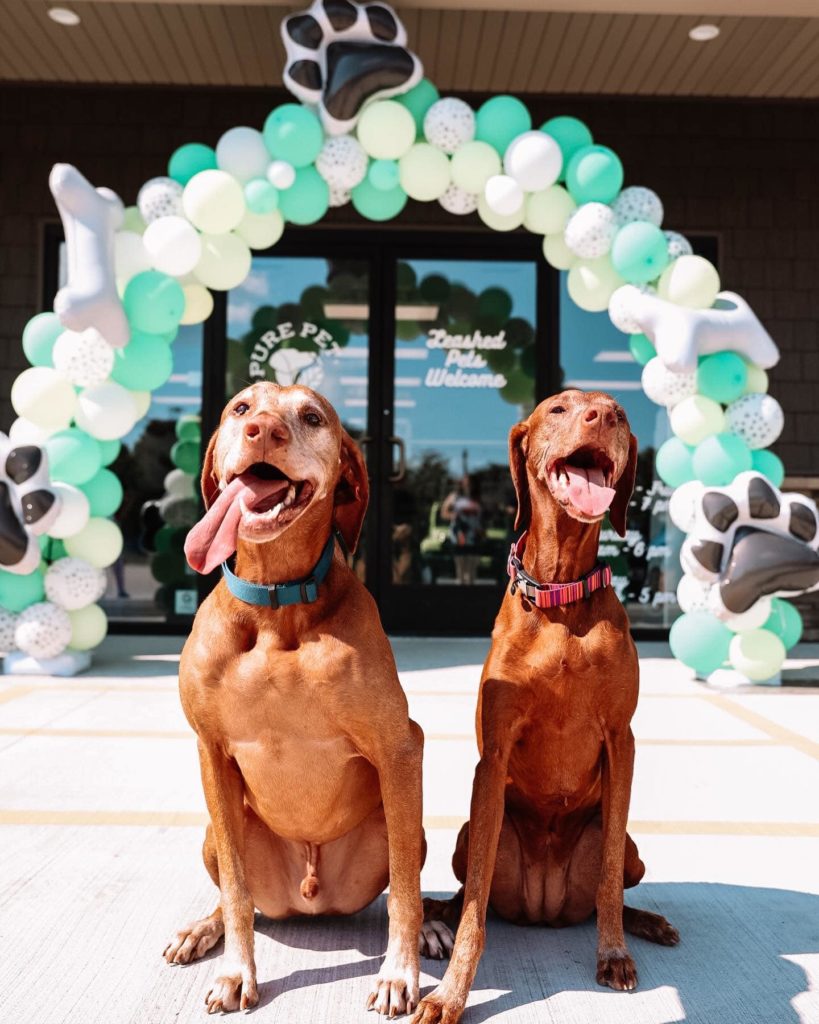 7 Events to Add to your Marketing Calendar - Pure Pet 
