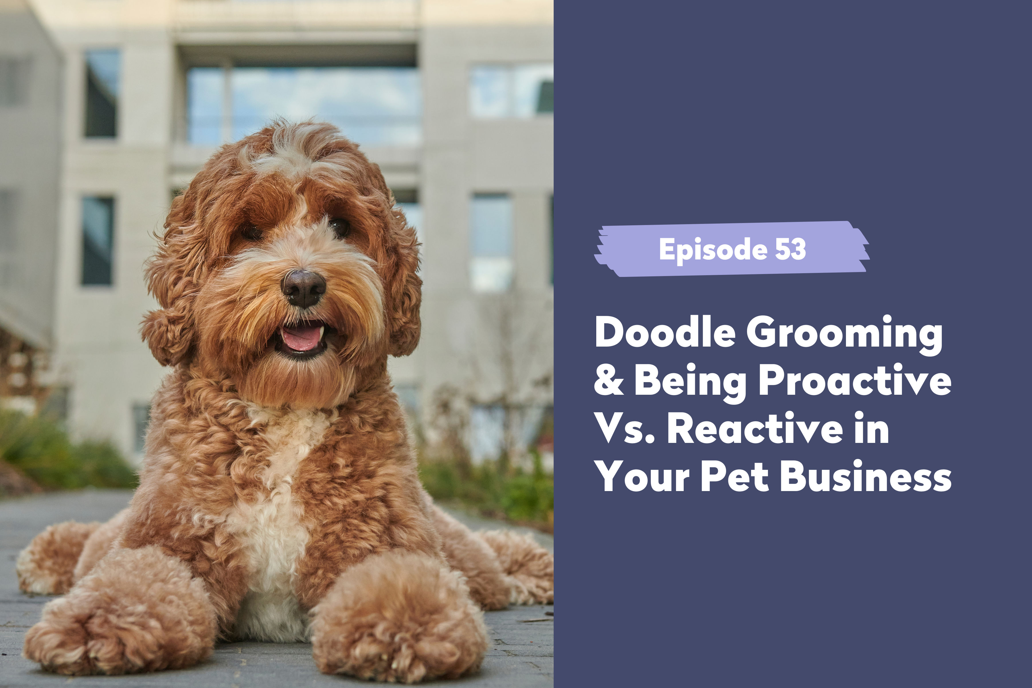 Episode 53 | Doodle Grooming & Being Proactive Vs. Reactive in Your Pet Business