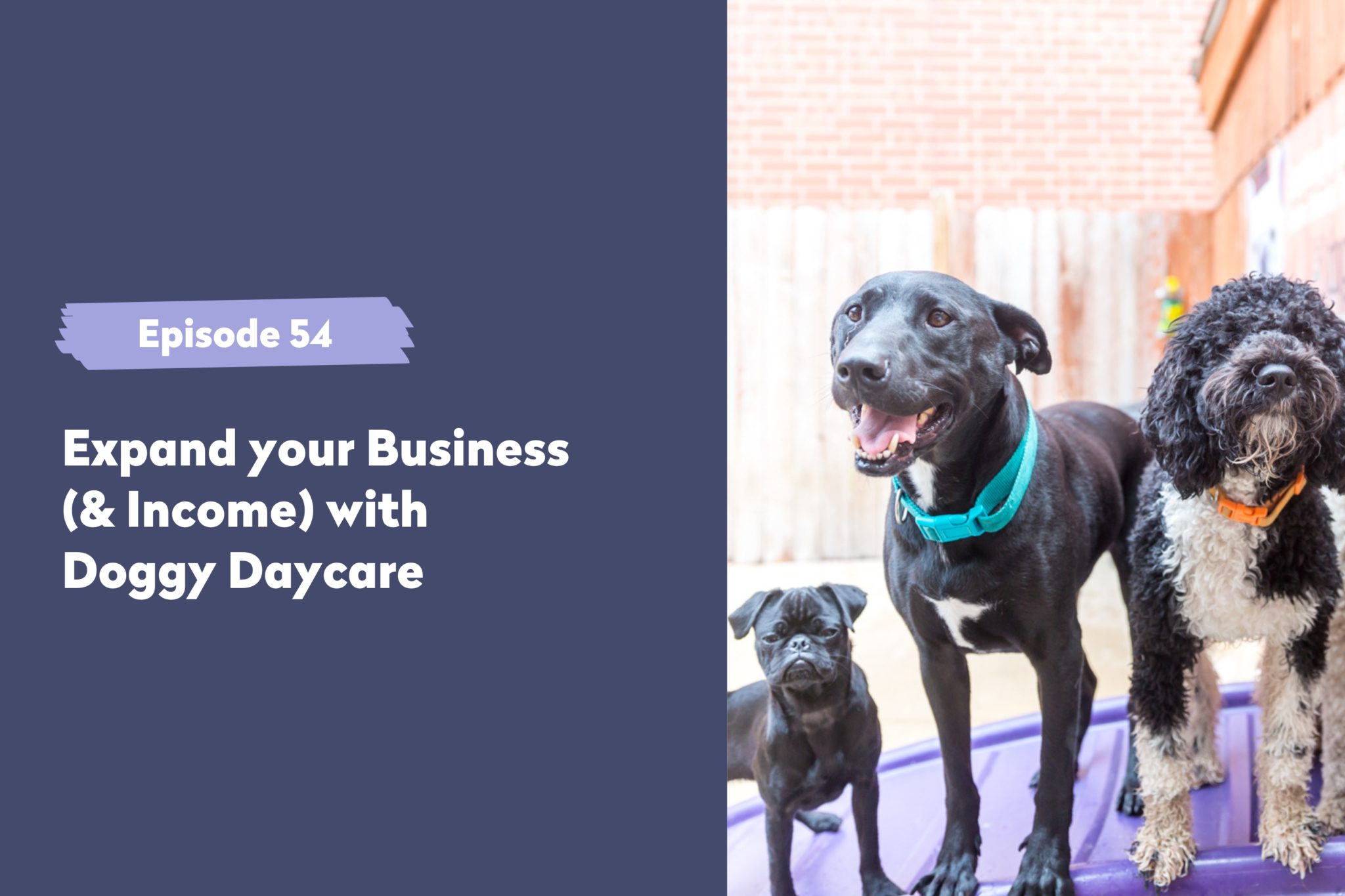 episode-54-expand-your-business-income-with-doggy-daycare-pet